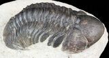 Bargain, Reedops Trilobite - Atchana, Morocco #55993-2